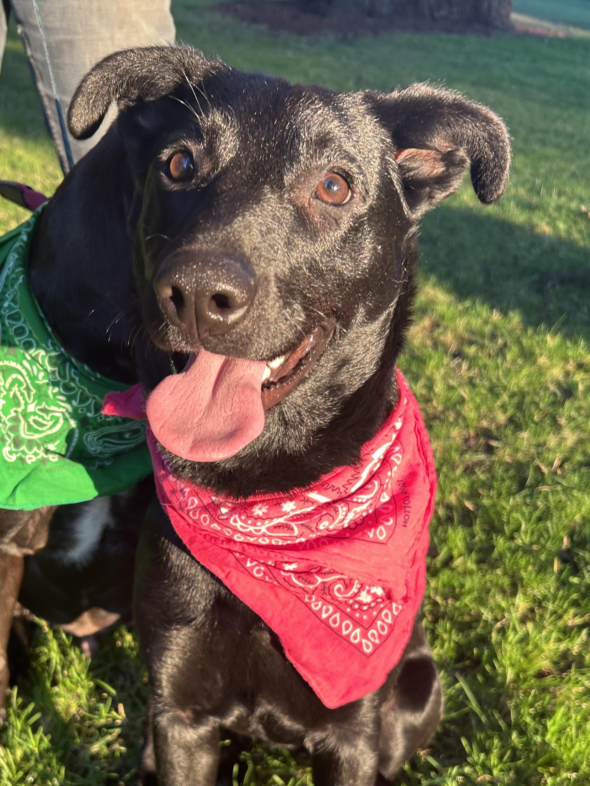 Mya, a Adoptable mixed breed in Spokane, WA image 1/6