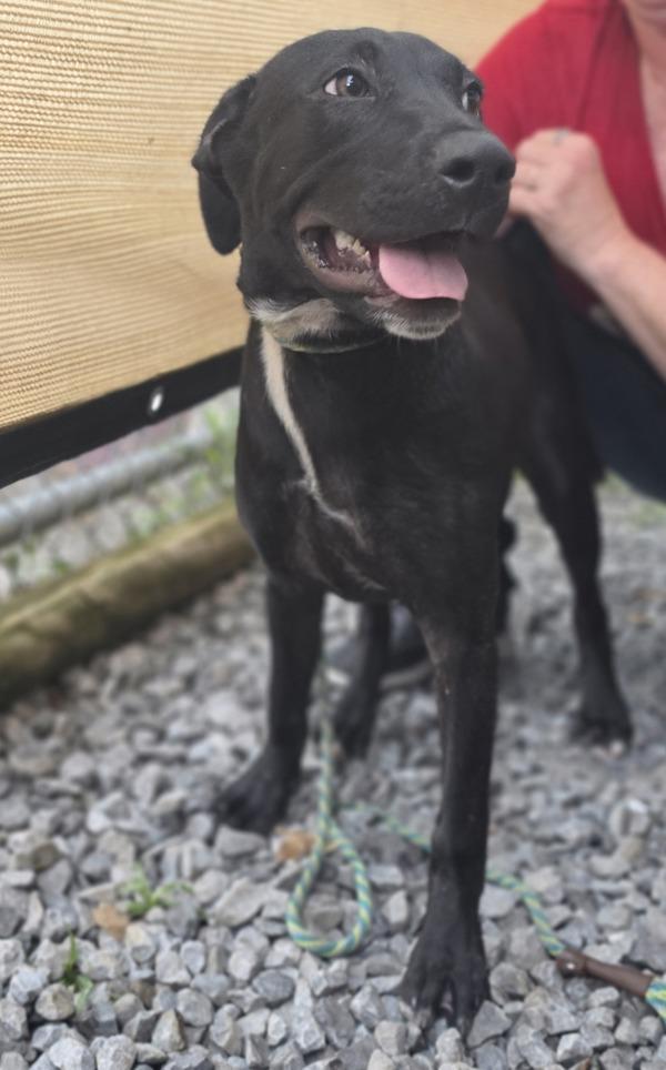 Enlarge Brad, a Adoptable mixed breed in Cleveland, TN image 1/1