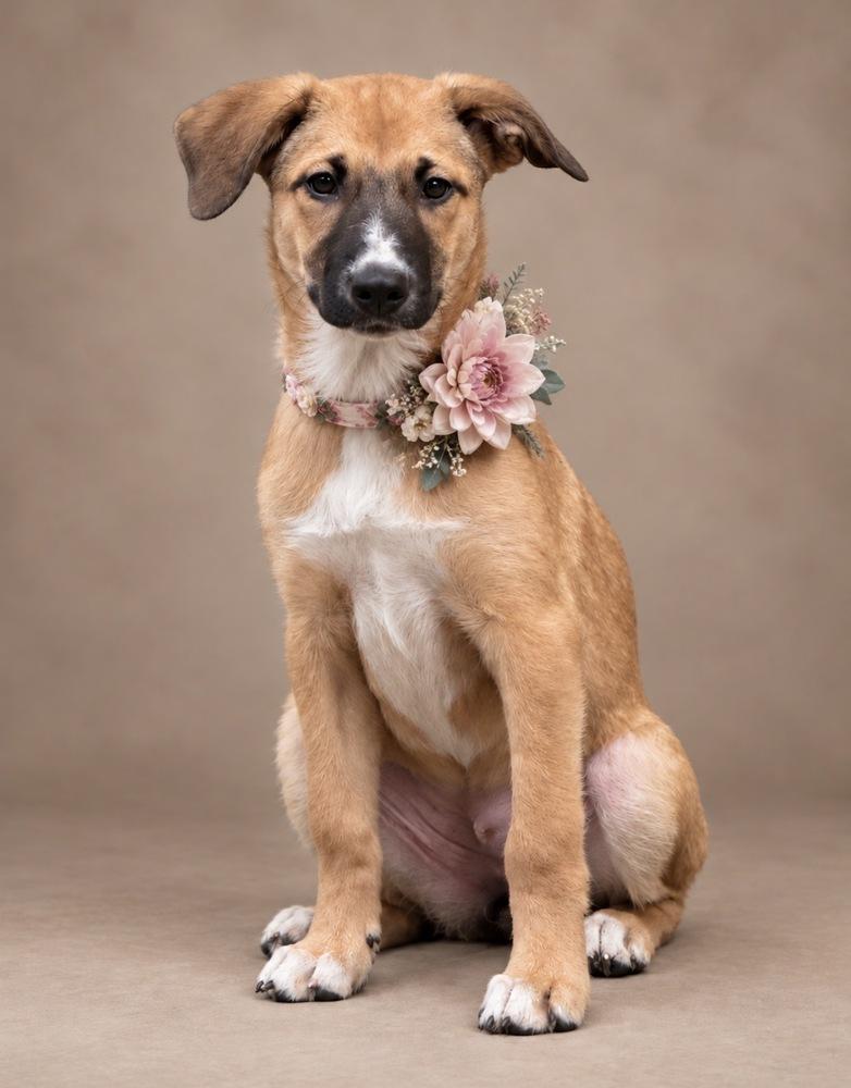 Enlarge Vixen (26-196 D), a Adopted mixed breed in Lansing, MI image 1/6