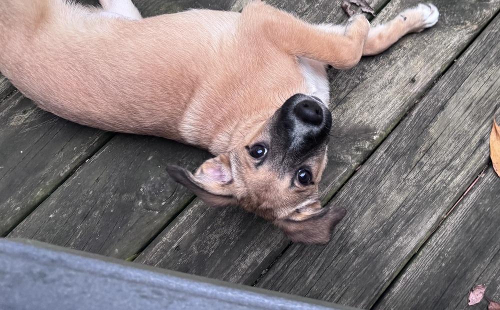 Enlarge Vixen (26-196 D), a Adopted mixed breed in Lansing, MI image 2/6