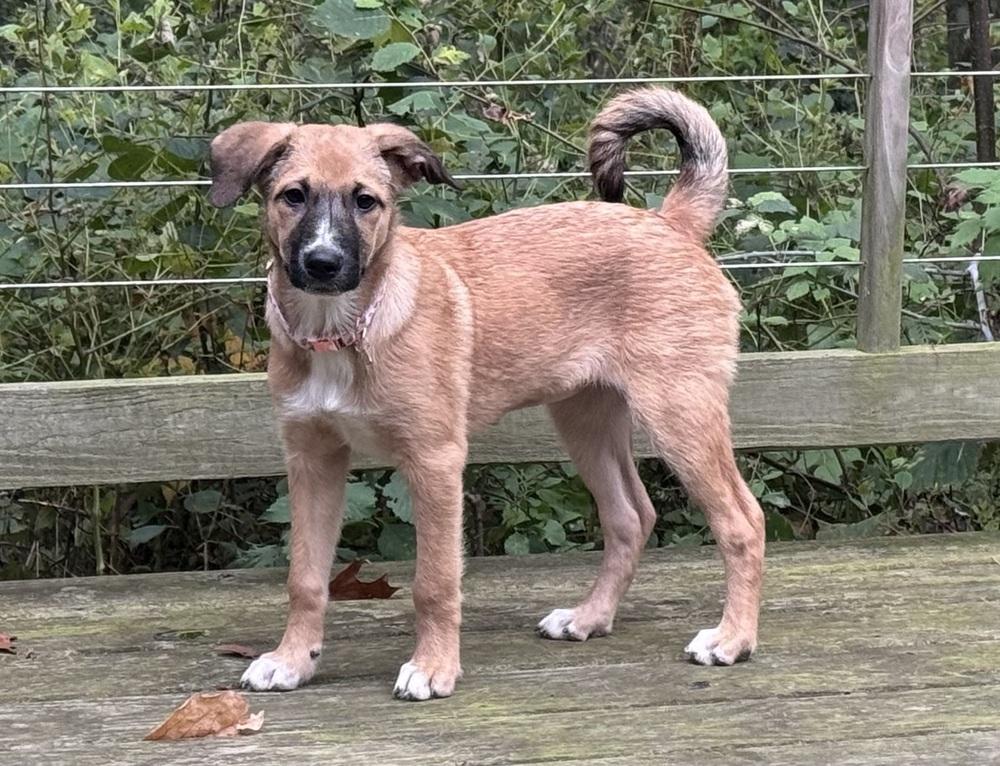 Enlarge Vixen (26-196 D), a Adopted mixed breed in Lansing, MI image 3/6