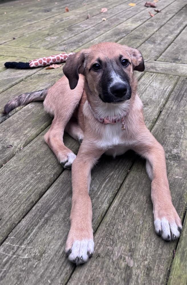 Enlarge Vixen (26-196 D), a Adopted mixed breed in Lansing, MI image 4/6