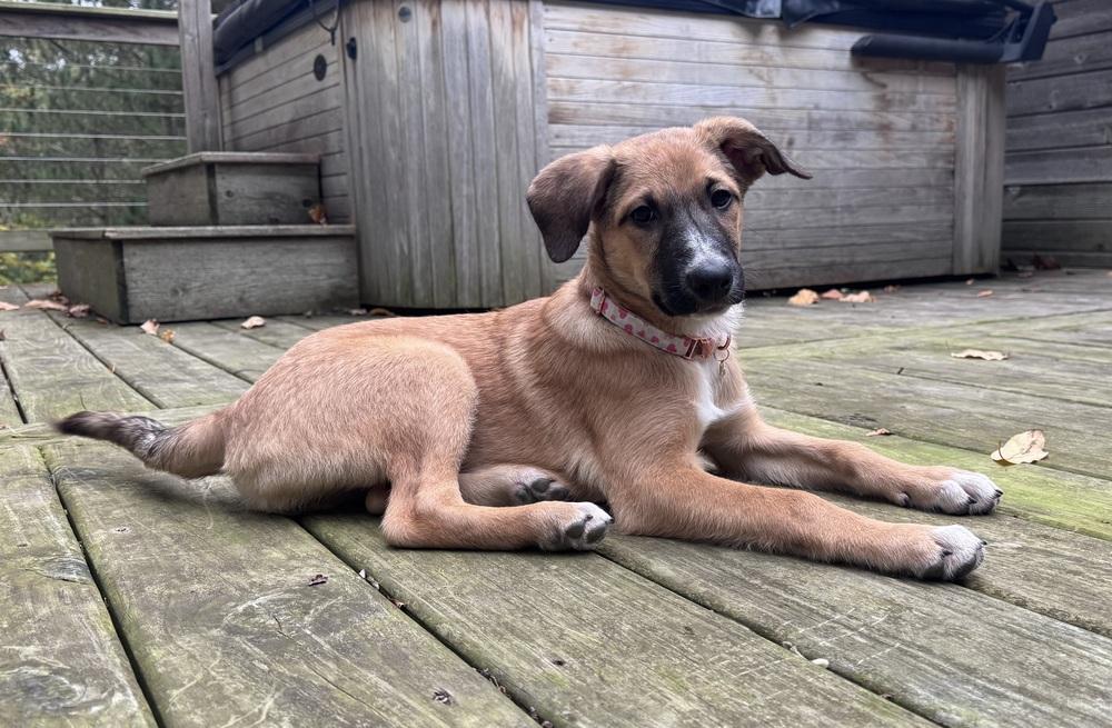 Enlarge Vixen (26-196 D), a Adopted mixed breed in Lansing, MI image 5/6
