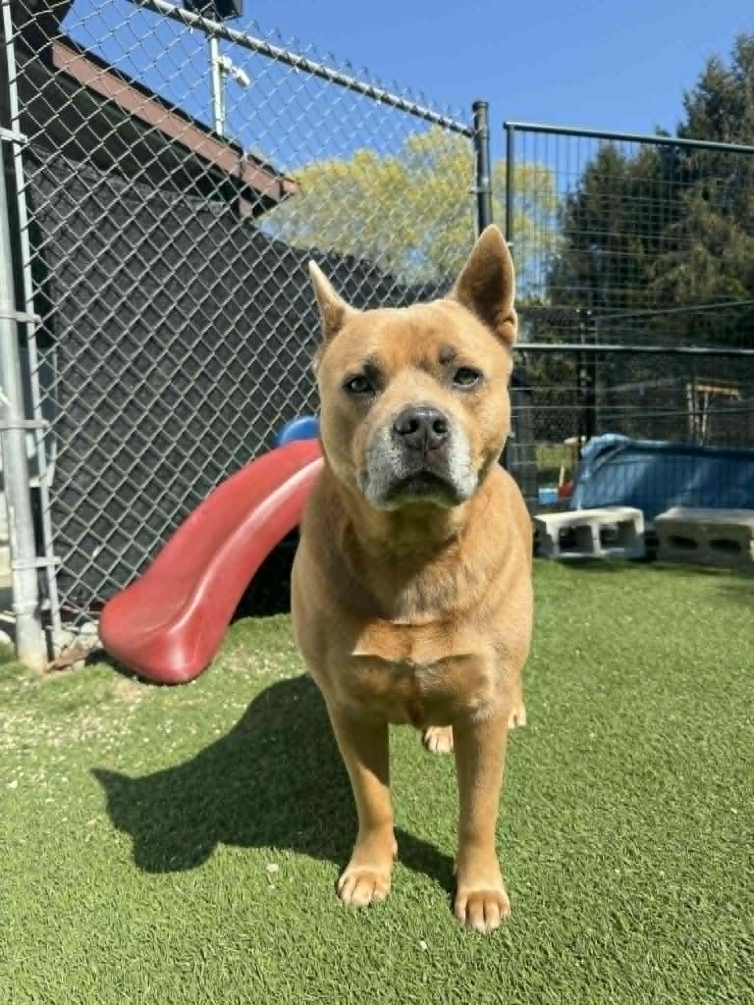 Enlarge Gena, a ADOPTABLE mixed breed in Groton, CT image 1/3