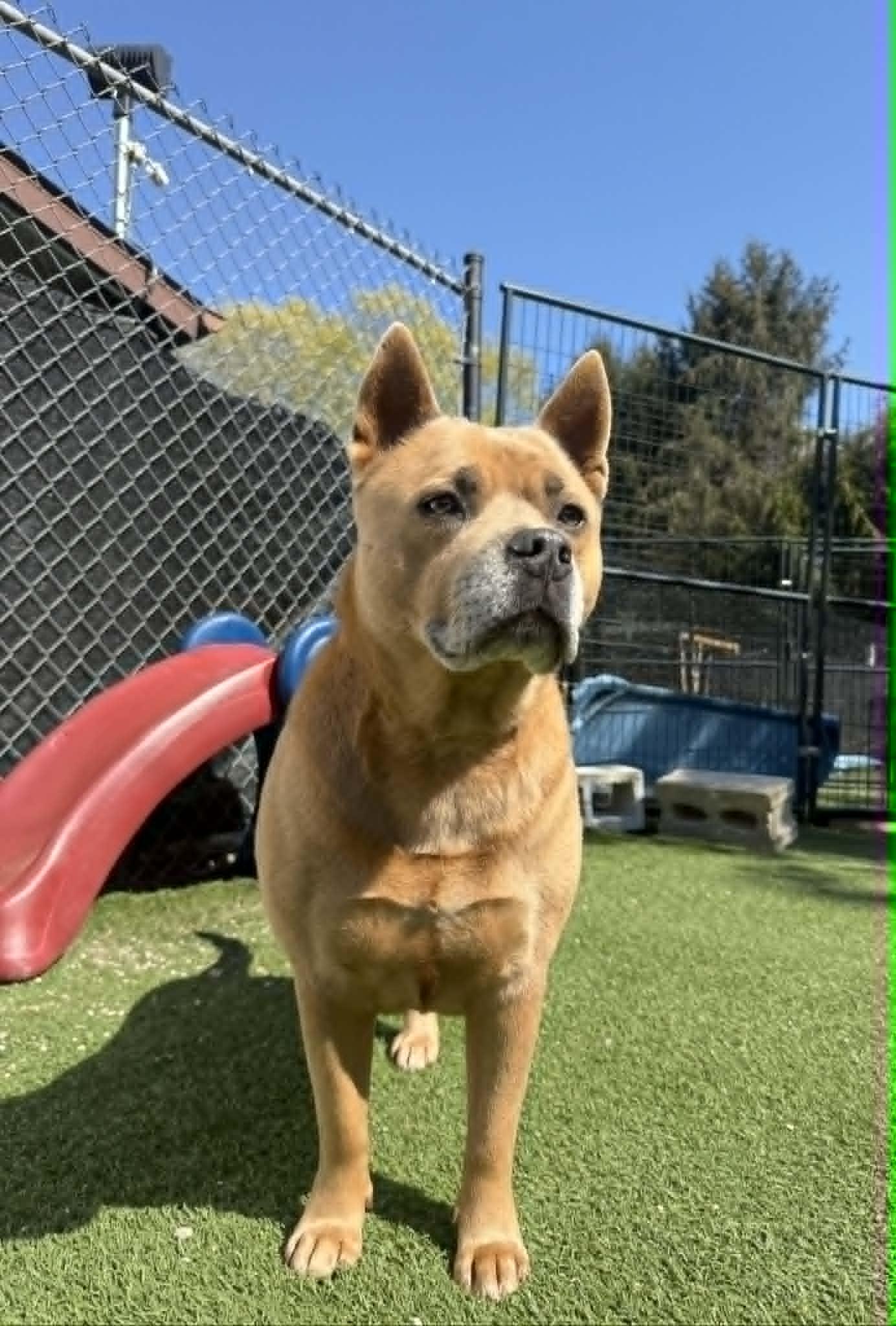Enlarge Gena, a ADOPTABLE mixed breed in Groton, CT image 3/3