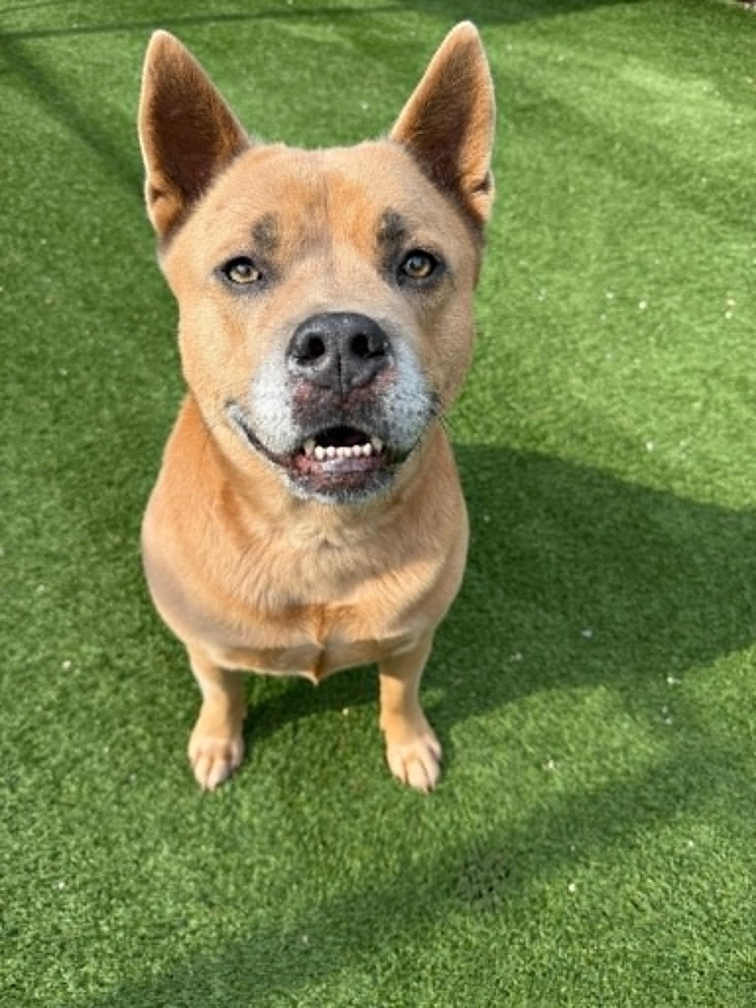 Gena, ADOPTABLE, Senior Female Mixed Breed & American Bully.