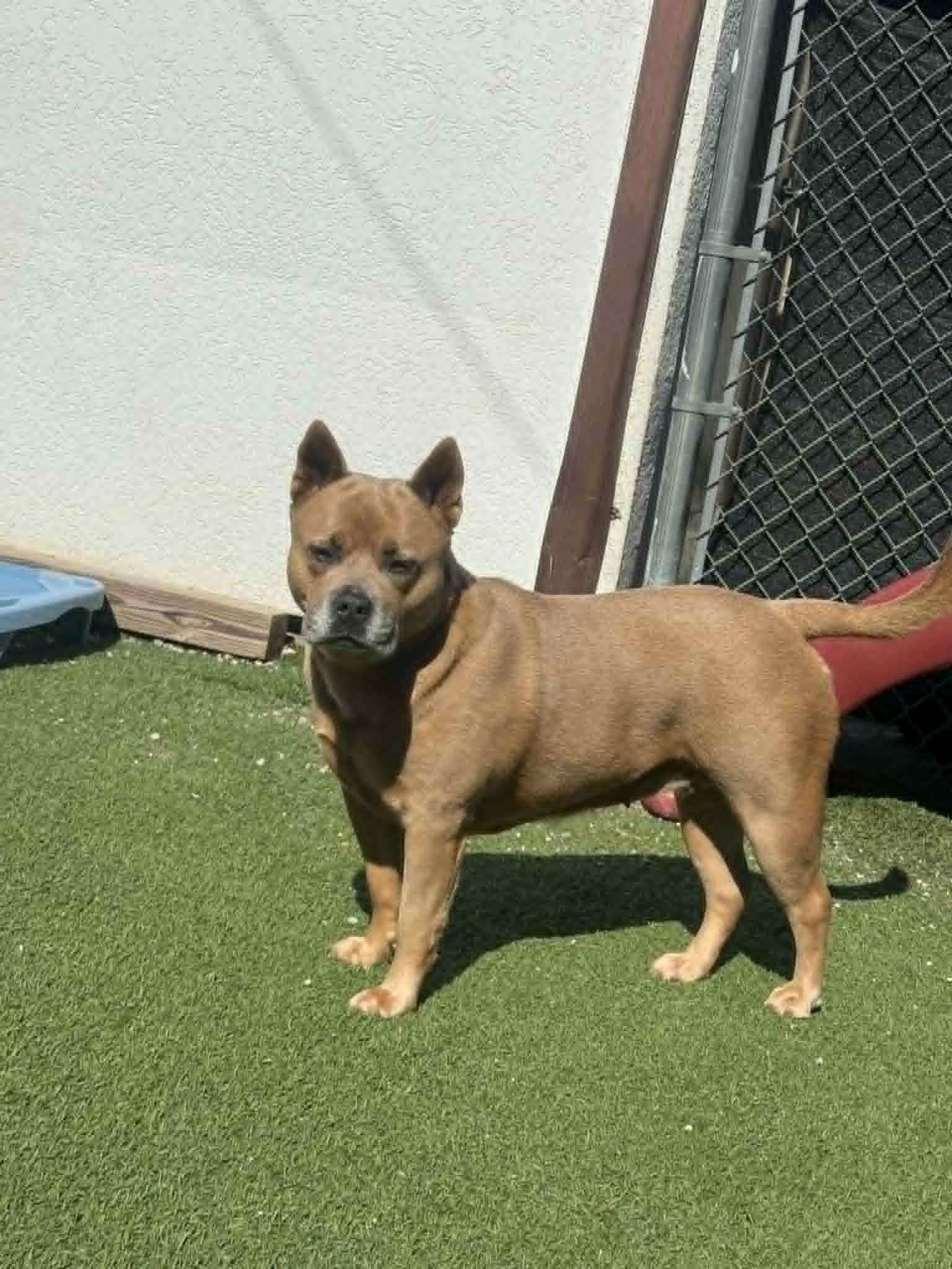 Enlarge Gena, a ADOPTABLE mixed breed in Groton, CT image 2/3