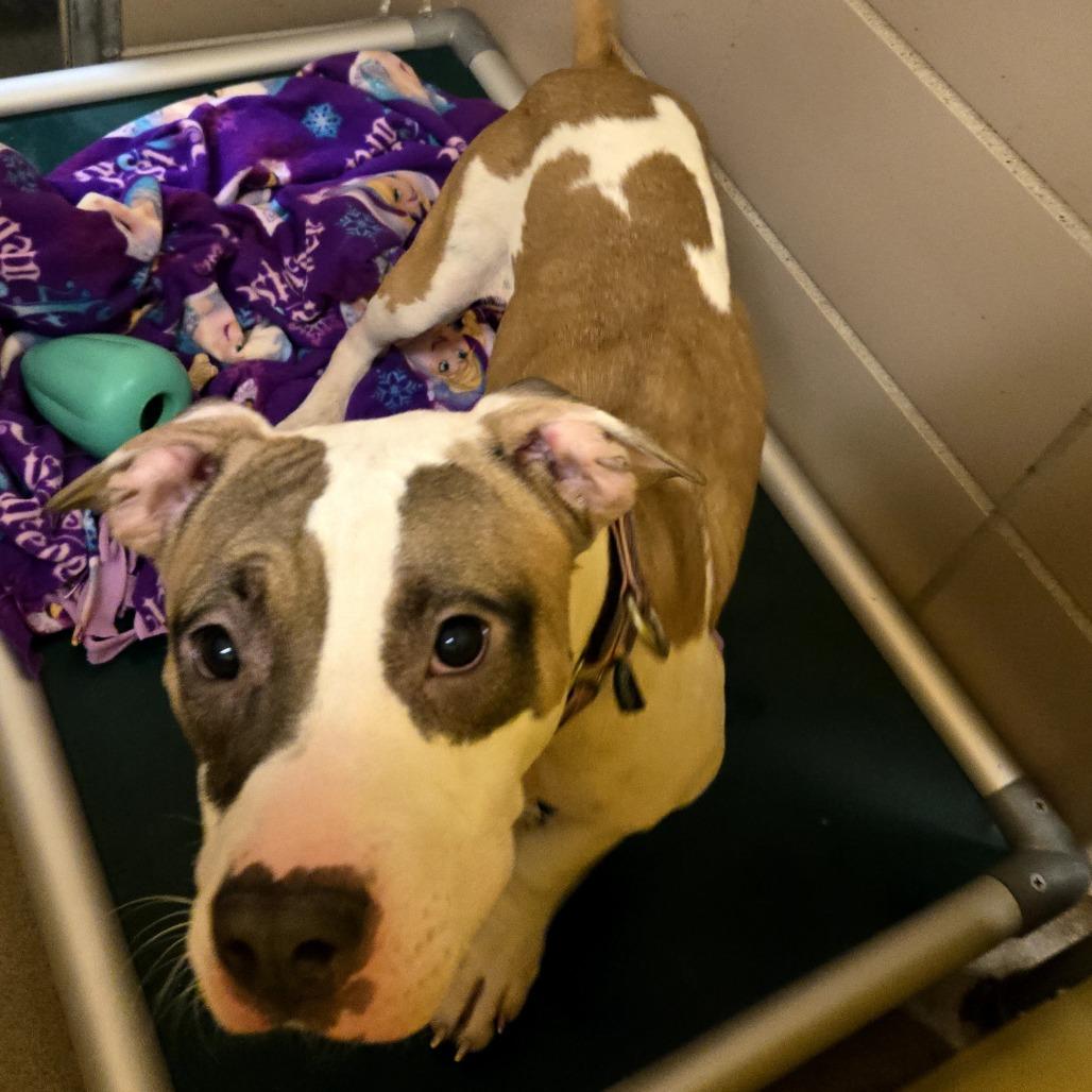 Dixon, Adoptable, Young Male Mixed Breed.