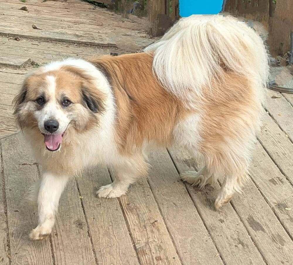 Koda FKA Fortune, Adoptable, Young Male Australian Shepherd & Great Pyrenees.