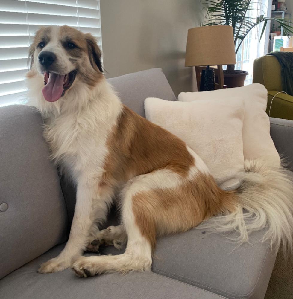 Koda FKA Fortune, a Adoptable mixed breed in Jackson, OH image 1/4