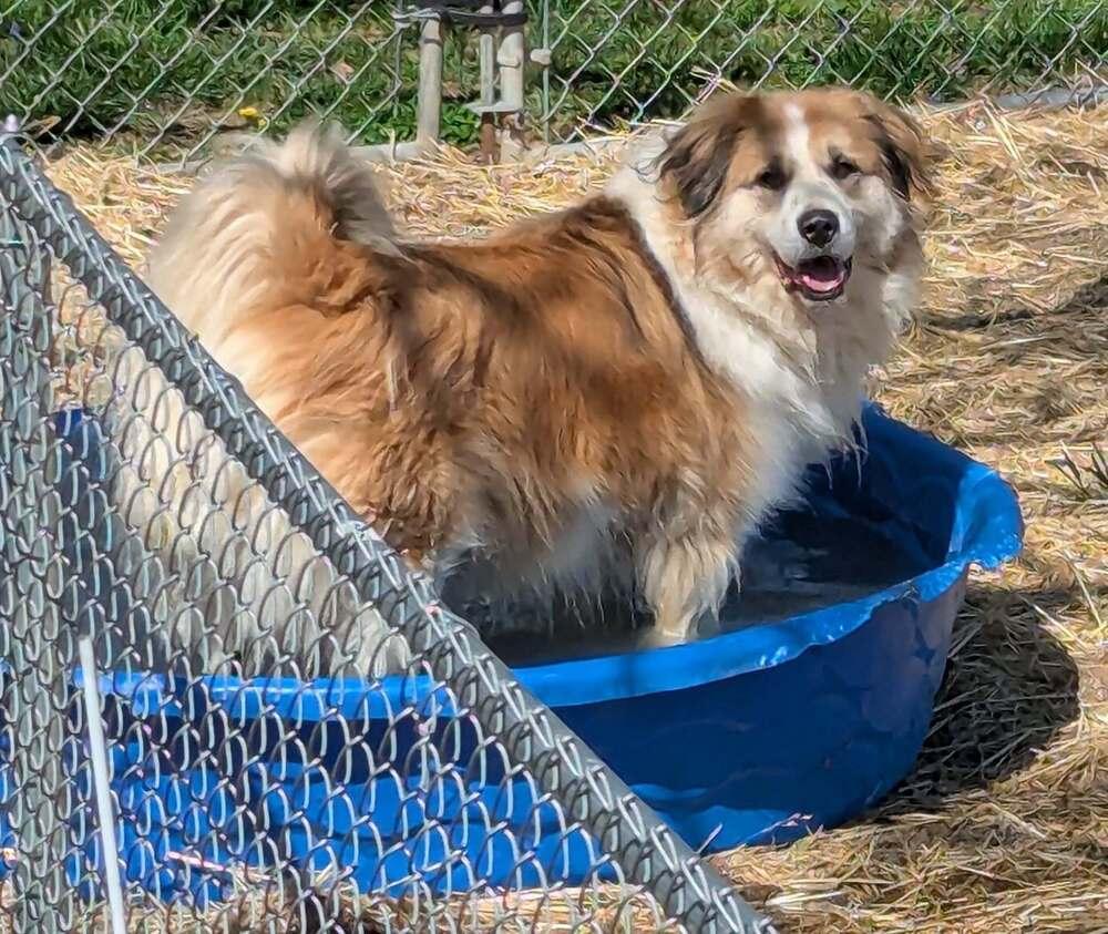 Koda FKA Fortune, a Adoptable mixed breed in Jackson, OH image 2/4