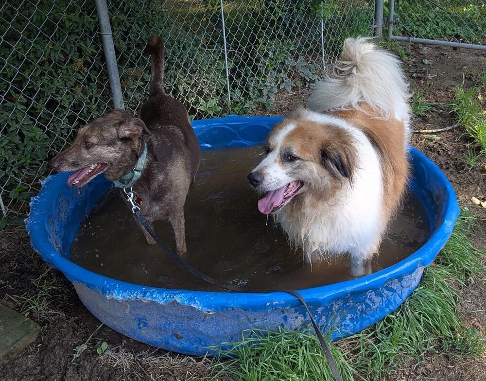 Koda FKA Fortune, a Adoptable mixed breed in Jackson, OH image 4/6