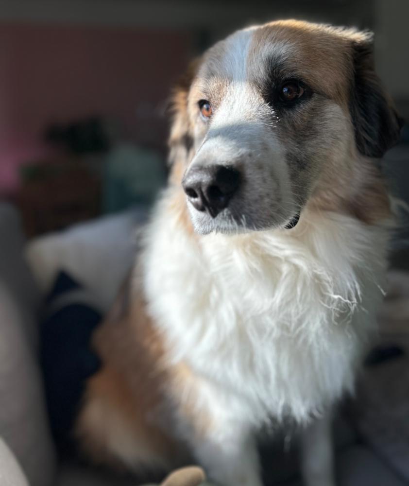 Koda FKA Fortune, a Adoptable mixed breed in Jackson, OH image 3/4