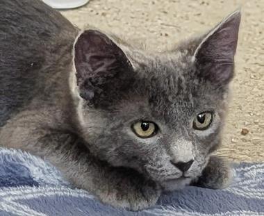 Matcha A, an adopted Domestic Short Hair in Fair Oaks, CA image 1/2