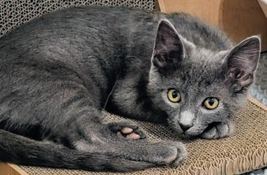 Matcha A, an adopted Domestic Short Hair in Fair Oaks, CA image 2/2