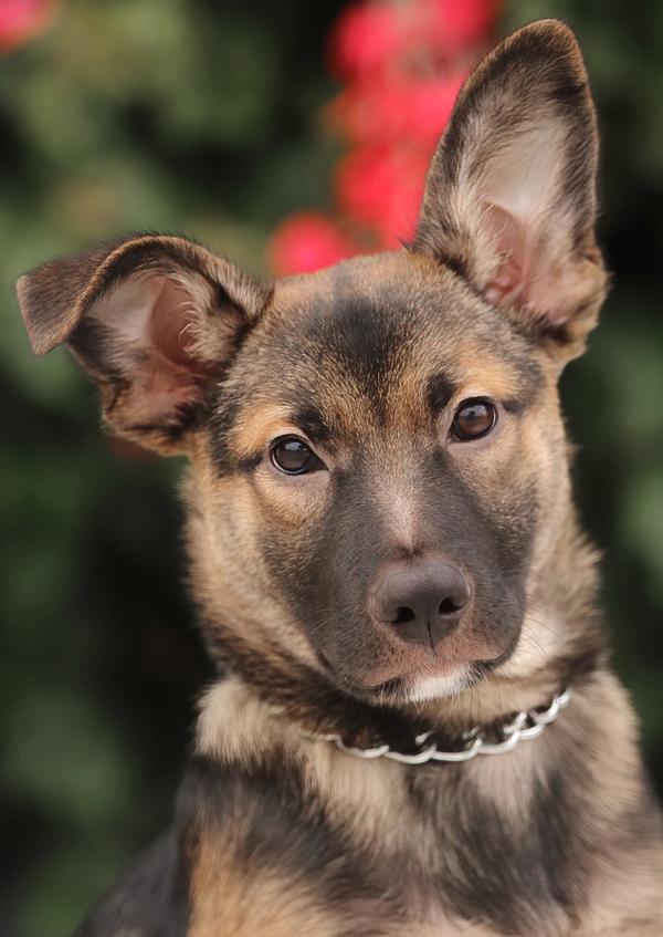*Eli von Emden German Shepherd Dog Dog