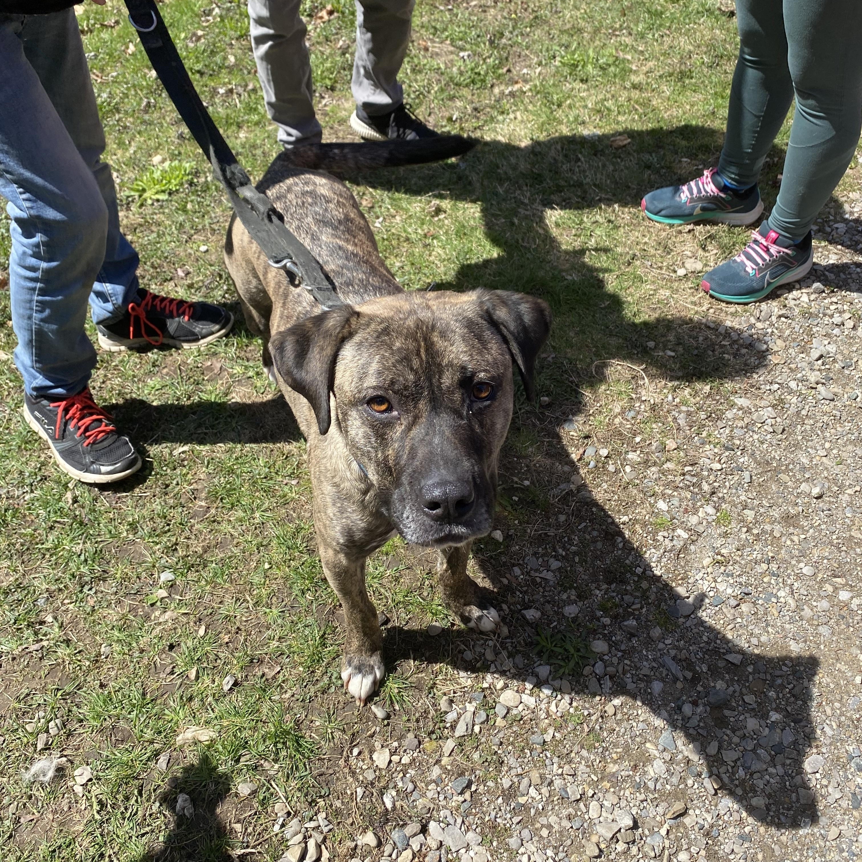 Rocky, Adopted, Young Male Pit Bull Terrier.