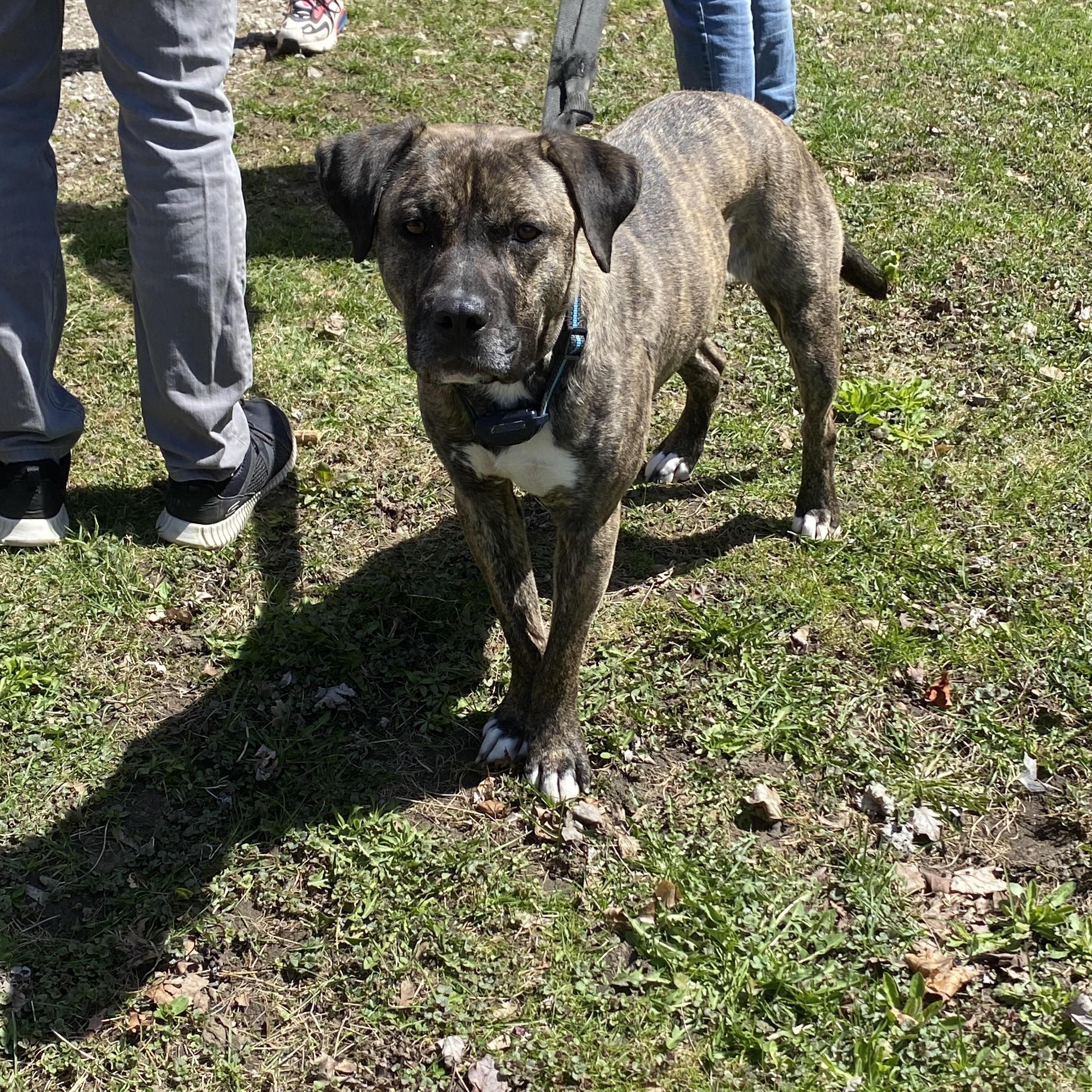 Enlarge Rocky, a Adopted Pit Bull Terrier in Buffalo, NY image 2/2