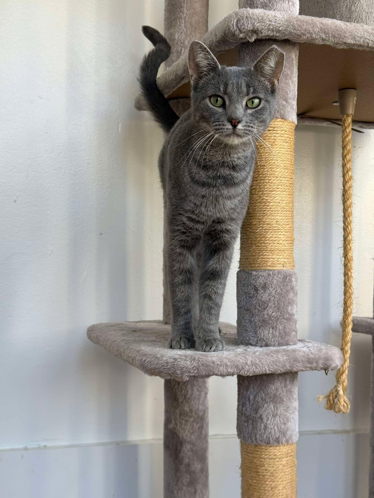 Enlarge Soulmate, a Adoptable Domestic Short Hair in Maple Heights, OH image 1/3