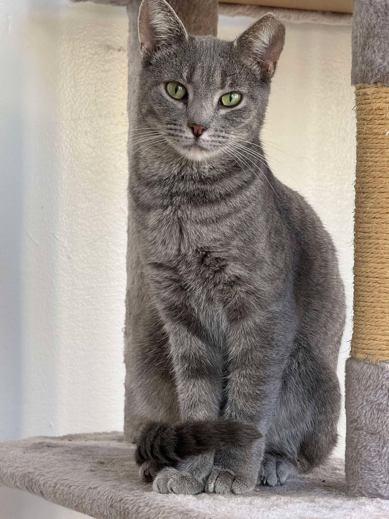 Enlarge Soulmate, a Adoptable Domestic Short Hair in Maple Heights, OH image 2/3