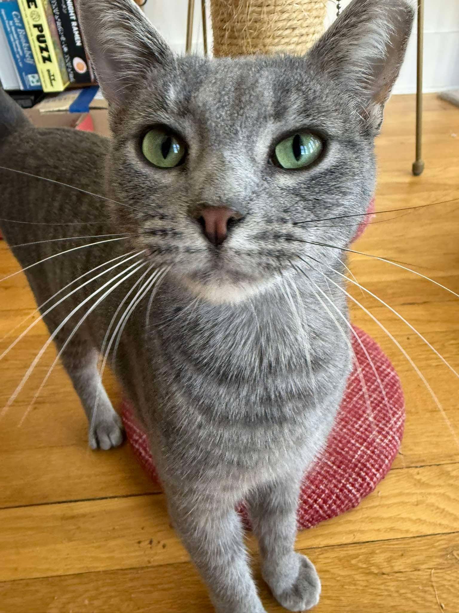 Enlarge Soulmate, a Adoptable Domestic Short Hair in Maple Heights, OH image 3/3