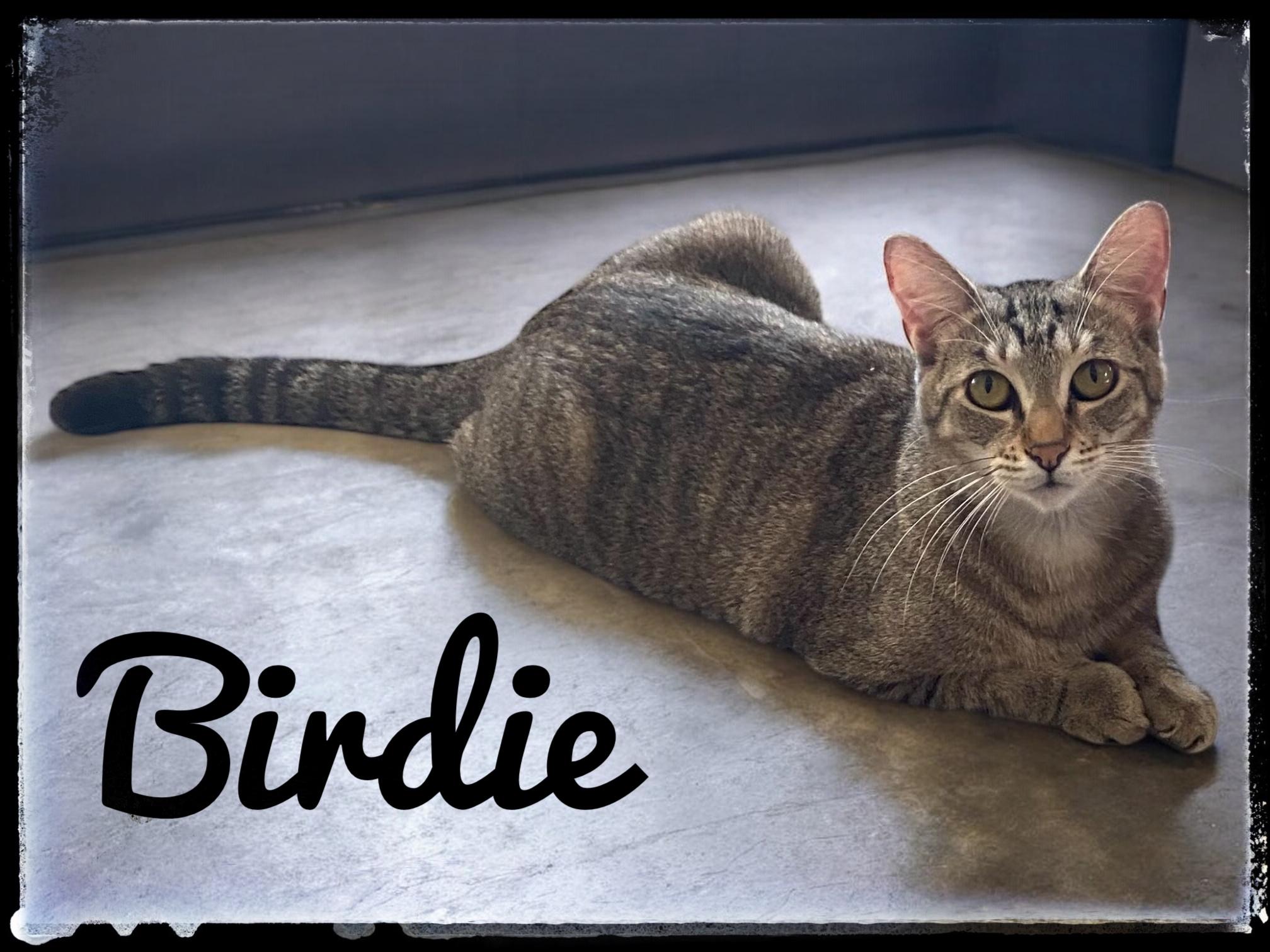 Enlarge Birdie, an adopted Domestic Short Hair in El Cajon, CA image 1/1