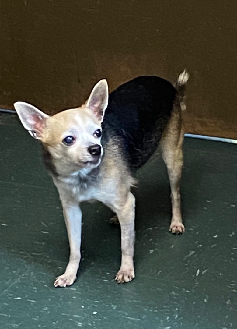 Romero, a Adopted Chihuahua in Somerset, NJ image 1/4