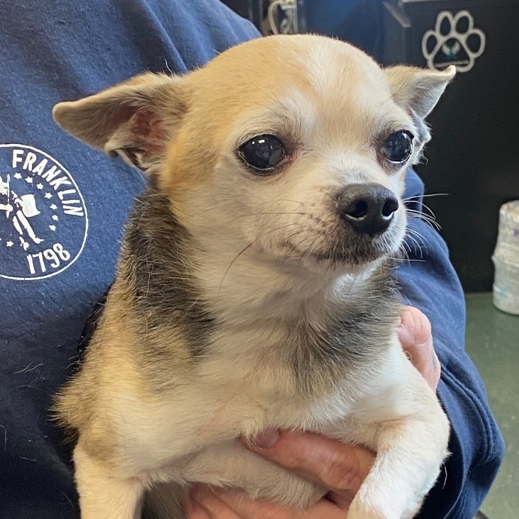 Romero, Adopted, Senior Male Chihuahua.