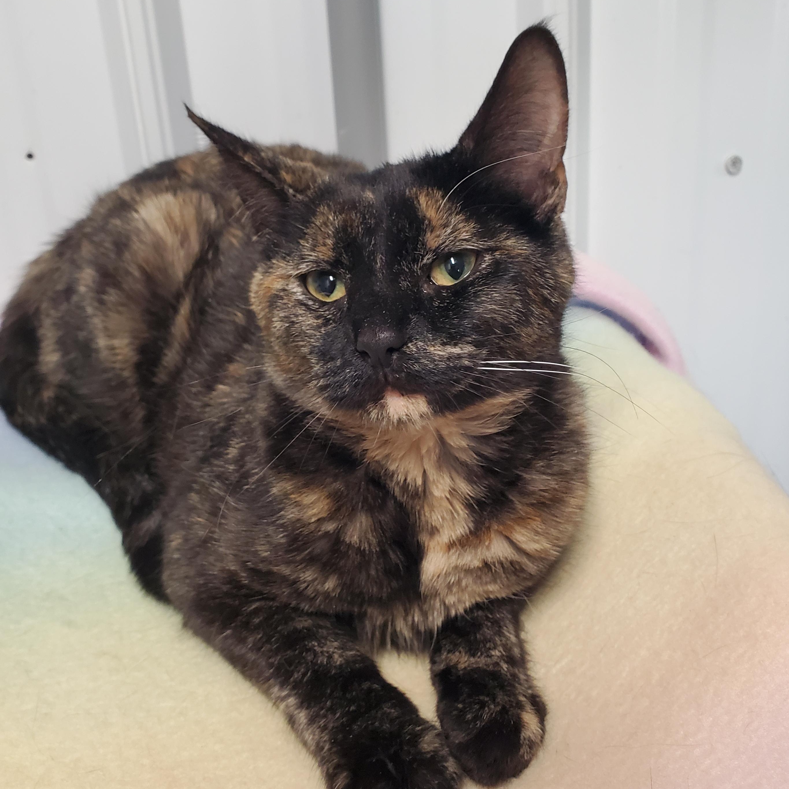Debbie, Adoptable, Young Female Domestic Short Hair.