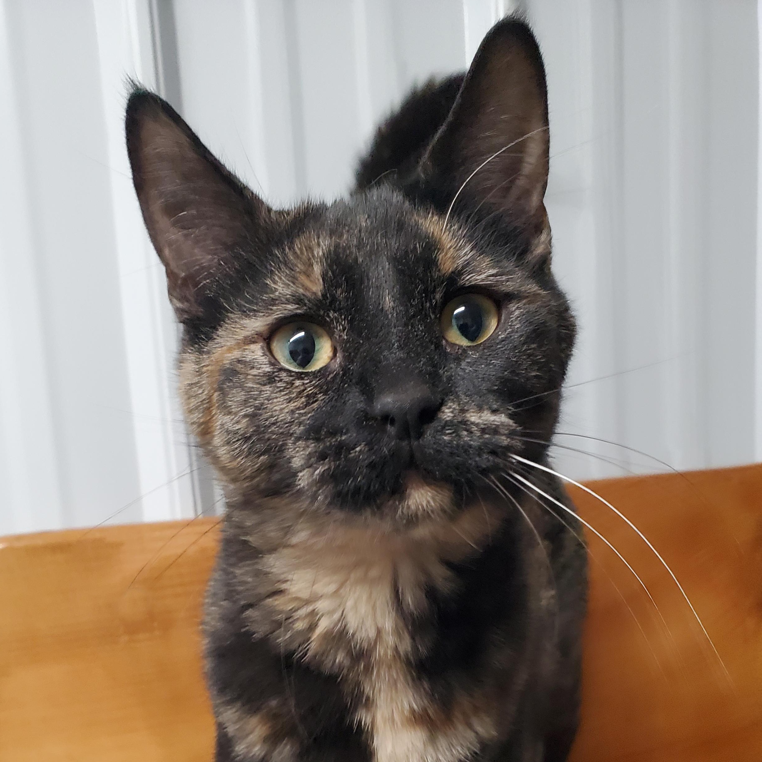 Debbie, Adoptable, Young Female Domestic Short Hair.