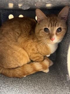 Enlarge Theo, a Adoptable Domestic Short Hair in Irving, TX image 1/1