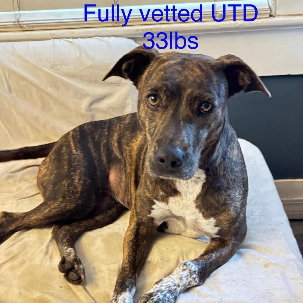 Enlarge Roxanne, a Adoptable Mixed Breed in Irvington, AL image 1/2