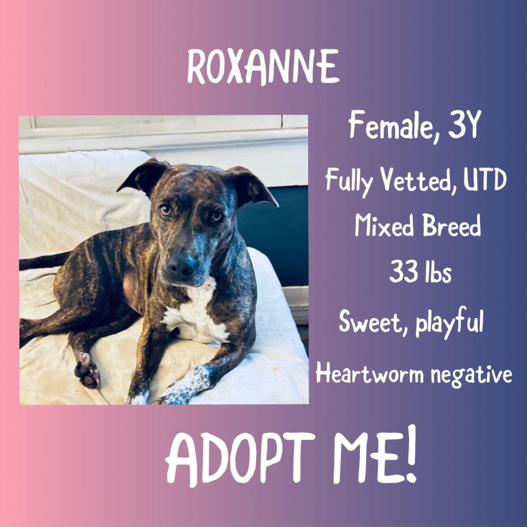 Enlarge Roxanne, a Adoptable Mixed Breed in Irvington, AL image 2/2