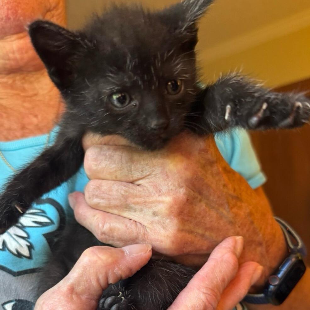 Enlarge Nike, a Adoptable Domestic Short Hair in Winston Salem, NC image 1/3