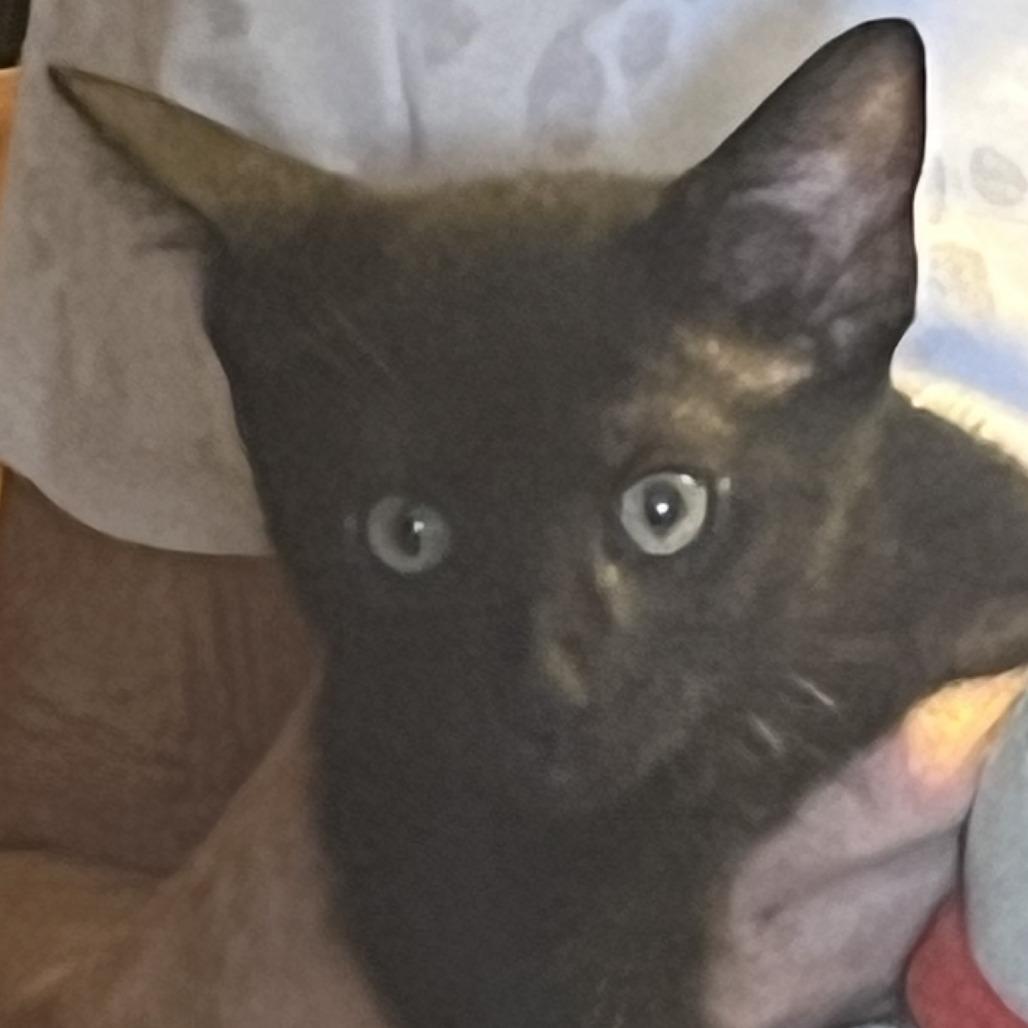 Enlarge Nike, a Adoptable Domestic Short Hair in Winston Salem, NC image 2/3