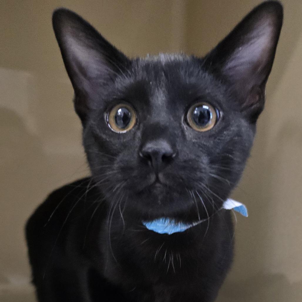 Enlarge Nike, a Adoptable Domestic Short Hair in Winston Salem, NC image 3/3