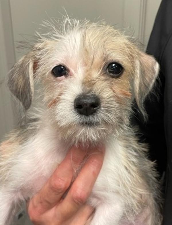 Enlarge Cookie, a Adoptable mixed breed in Littleton, CO image 1/2