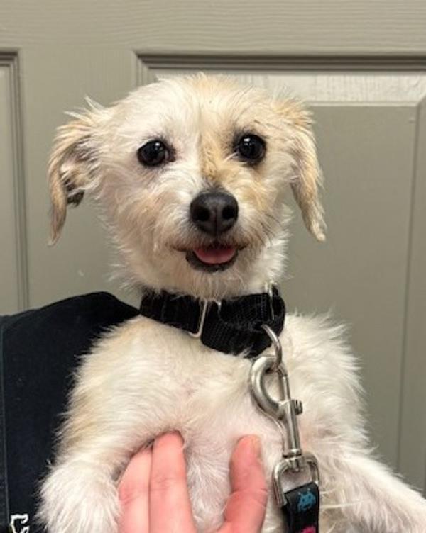 Enlarge Cookie, a Adoptable mixed breed in Littleton, CO image 2/2