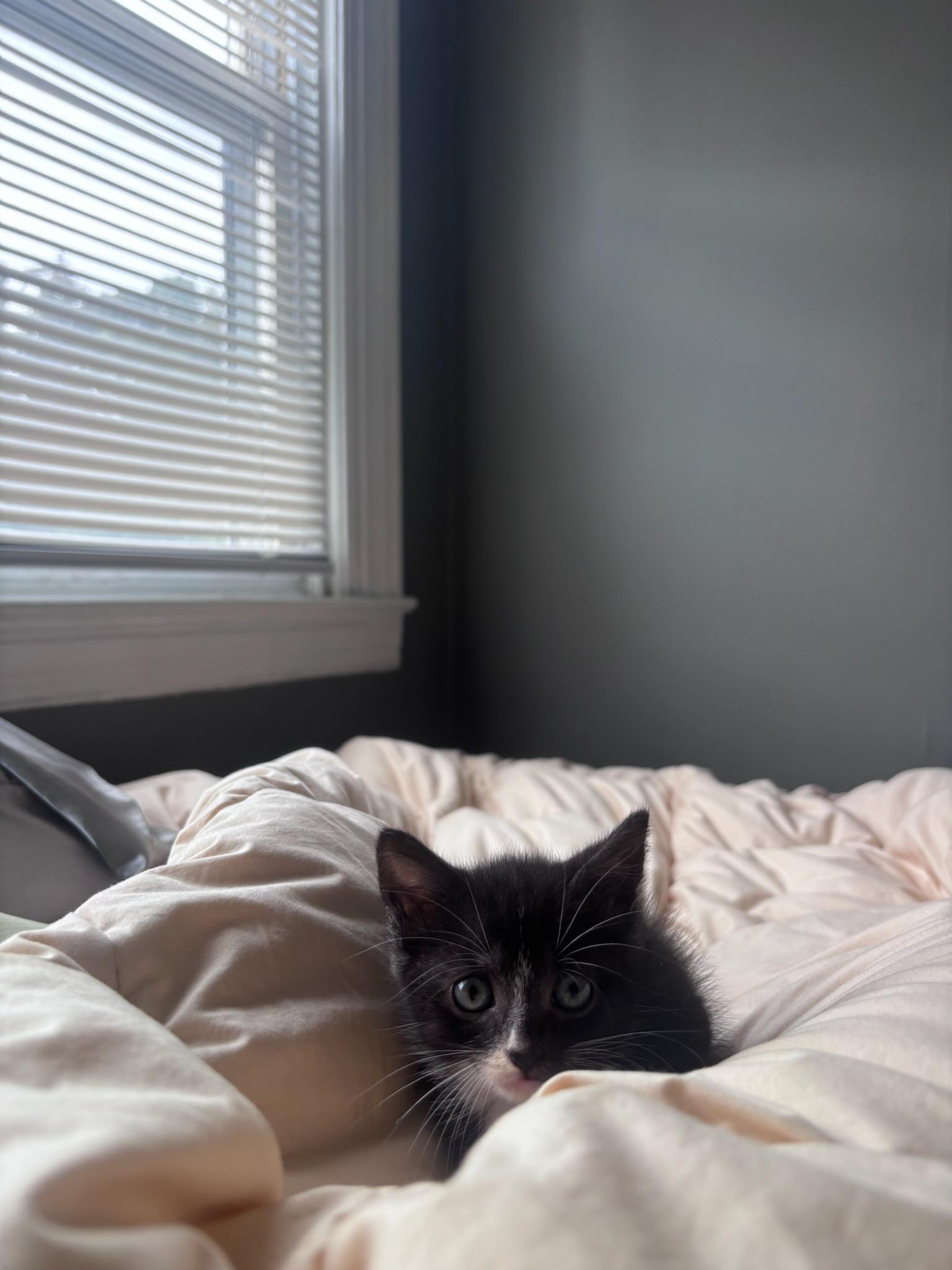 Enlarge Charlie, a Adoptable Domestic Short Hair in Columbia, MD image 4/5