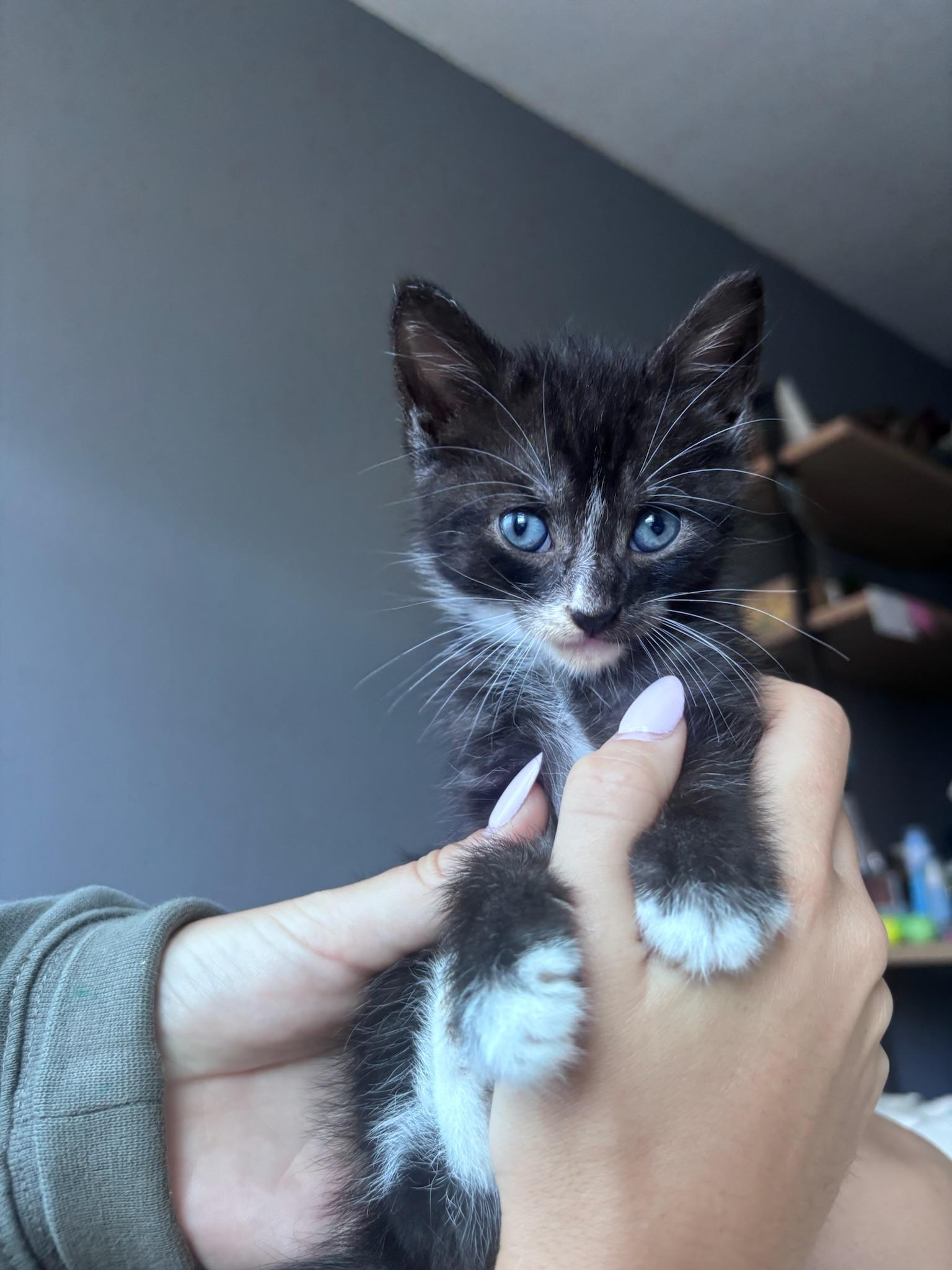 Charlie, Adoptable, Kitten Male Domestic Short Hair.