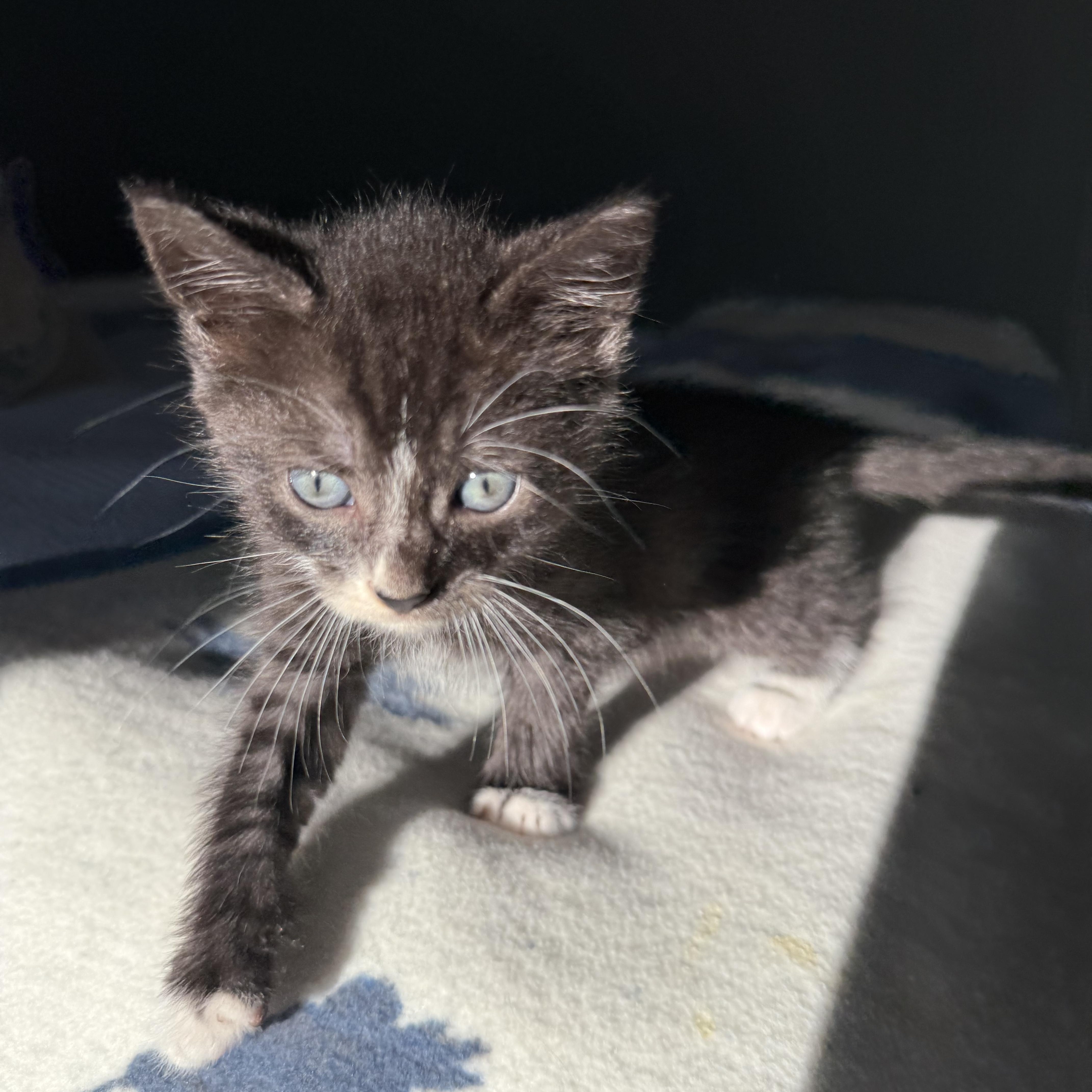 Enlarge Charlie, a Adoptable Domestic Short Hair in Columbia, MD image 2/5
