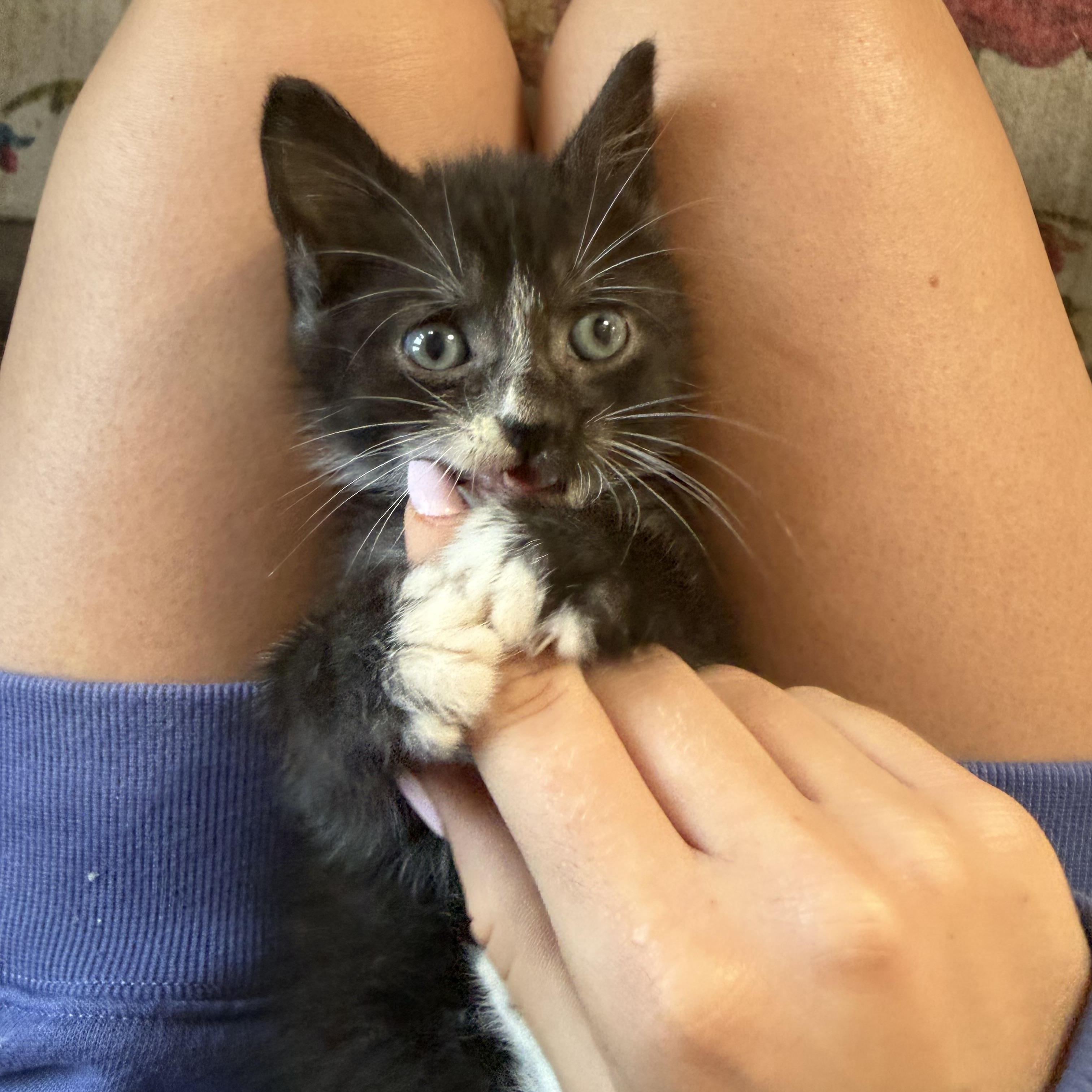 Enlarge Charlie, a Adoptable Domestic Short Hair in Columbia, MD image 3/5