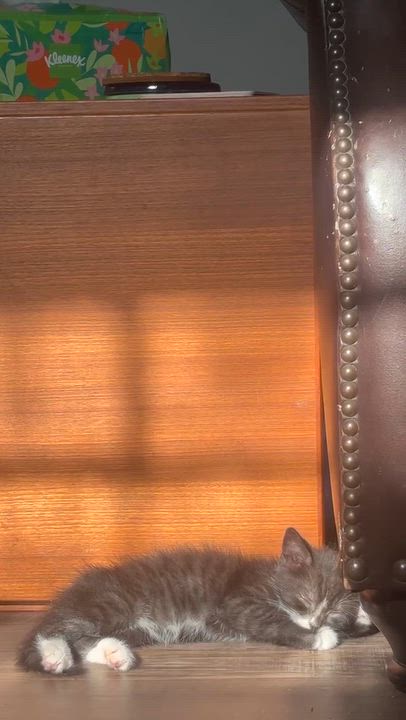 Enlarge Charlie, a Adoptable Domestic Short Hair in Columbia, MD video 5/5