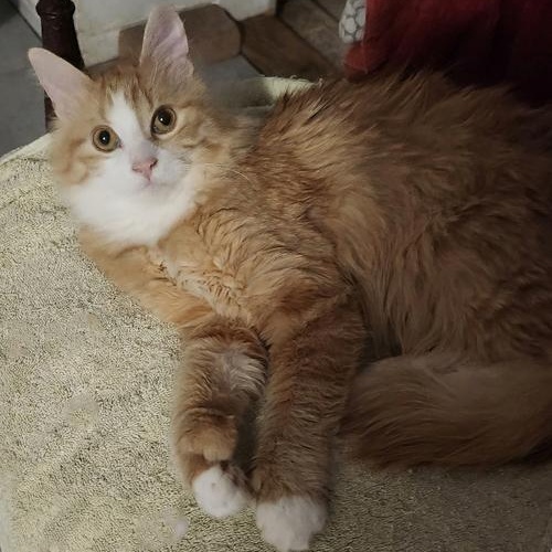 Jasper and Orion (Bonded Brothers), adoptable, Young Male Domestic Long Hair & Extra-Toes Cat / Hemingway Polydactyl.
