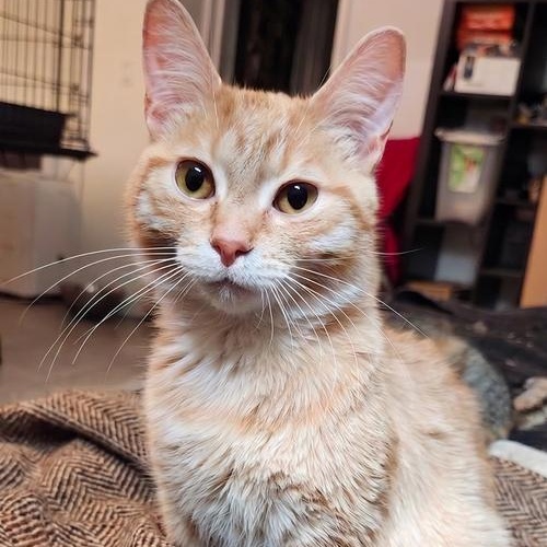 Enlarge Jasper and Orion (Bonded Brothers), an adoptable mixed breed in Scarborough, ON image 2/2