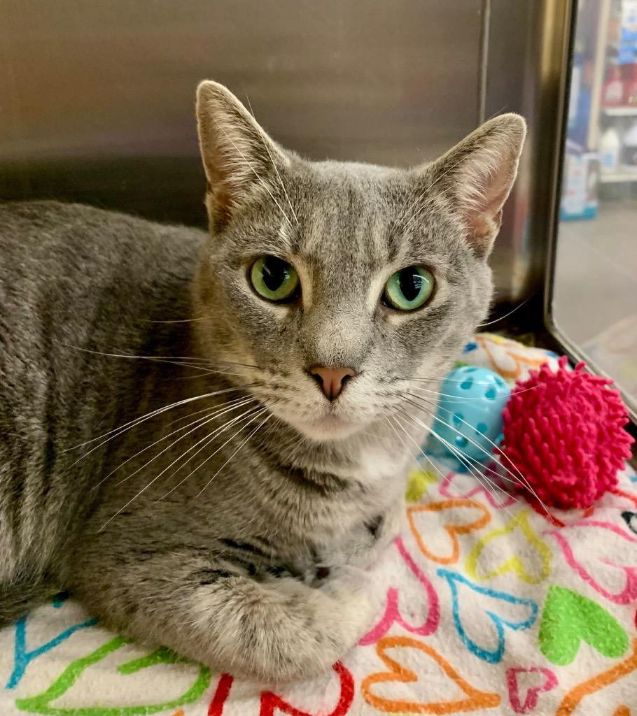 Kangaroo, Adoptable, Adult Female Domestic Short Hair.