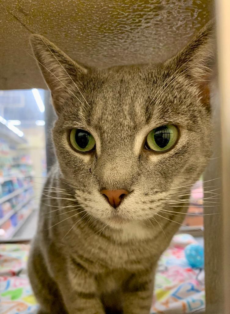 Enlarge Kangaroo, a Adoptable mixed breed in Cumming, GA image 2/4