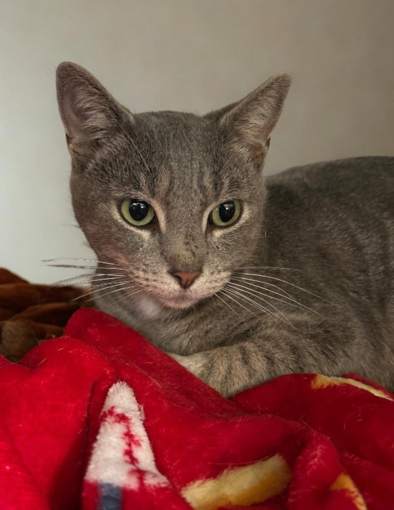 Enlarge Kangaroo, a Adoptable mixed breed in Cumming, GA image 3/4