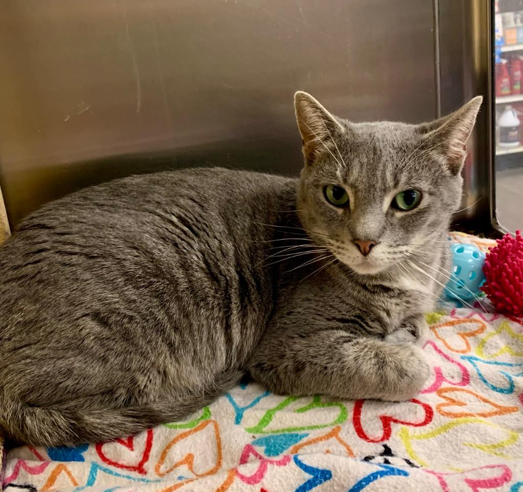 Enlarge Kangaroo, a Adoptable mixed breed in Cumming, GA image 4/4