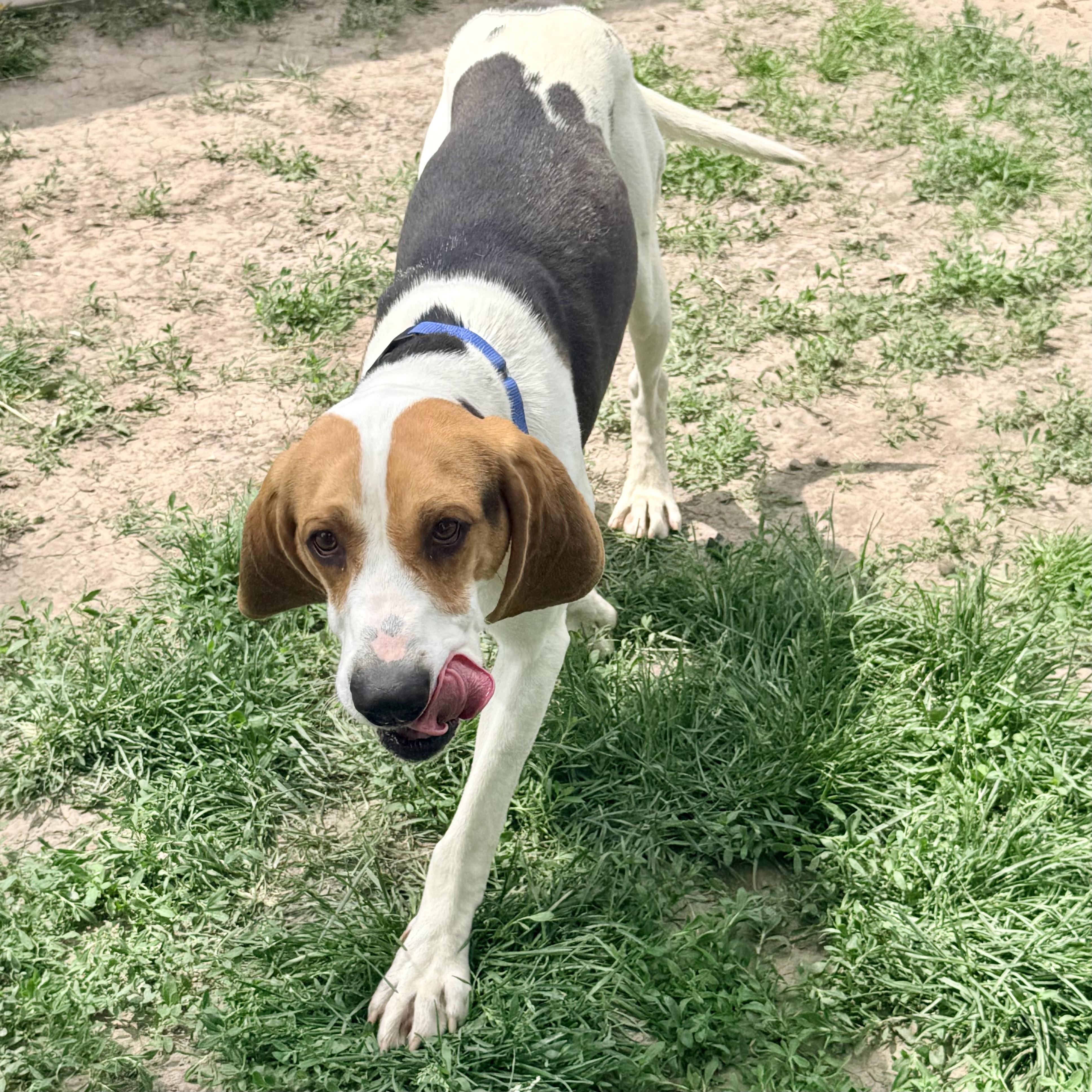 Jasper, a ADOPTABLE Coonhound in Albany, MO image 3/6